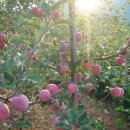 산마루농장 이미지