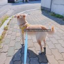 하샘펫푸드연구소 이미지