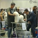 보성애견 이미지