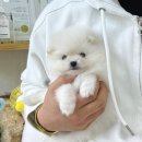 데일리독 이미지