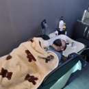 스타안마 이미지