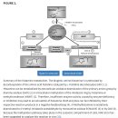 Re:Histamine and histamine intolerance 이미지