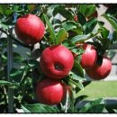 목화유치원 이미지