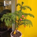 카페아는언니 이미지