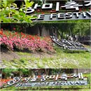 서울 장미축제(중랑천)의 풍경(5/21). 이미지