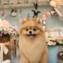 그루밍츄 이미지