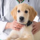 답21동물병원 이미지