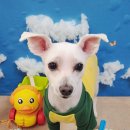 애견미용실 이미지