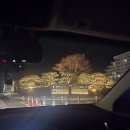 띵까띵까 | 강원도 고성 ㅣ 소노펠리체 델피노 골드 스위트 리조트 숙박 후기