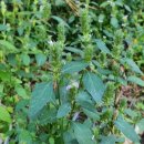 전주이씨 희령군파 묘역 이미지