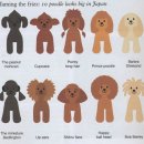 스타일펫 이미지