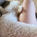 정쌤펫살롱 이미지