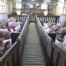 성산종돈장 이미지