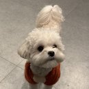 반려동물 펫시터 자격증 과정 | 따기 쉬운 반려견자격증 TOP6 1탄 ; 반려동물관리사, 펫시터자격증, 도그워커훈련사