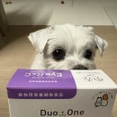 파트너스알앤씨 | 구름이 눈 영양제 후기 🐶강아지 눈 영양제 듀오원 아이 R&C 급여 후기