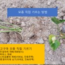 고구마 심는 방법과 재배방법, 모종 종류 선택과 기르기부터 질소, 인산, 칼리 비료 주기 비율과 장단점, 보관방법까지 이미지