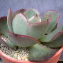 양진농장 이미지