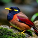 만병통치 이미지