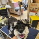 안다펫살롱 이미지