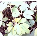 그린민박 이미지