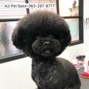 아지펫살롱 이미지