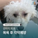 한마음안과 | 평택 강아지 안과 각막궤양 치료 후기 목욕 후 갑자기 눈을 못 뜬다면?