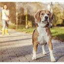 강아지산책 이미지