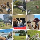 애견의 집 이미지