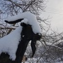 산내들흑염소 이미지