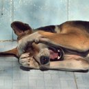 강아지집 이미지