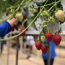 지영농장(2농장) 이미지