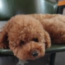 도도네 개집 이미지