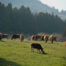 종우목장 이미지