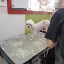 해피애견왕국 이미지