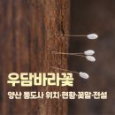 삼보전설 | 양산 통도사 우담바라 꽃 위치 꽃말 홍매화 개화 현황 3천년 전설