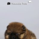 파라키스 이미지