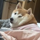 하잉