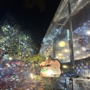 소나무캠핑 | [⭐️⭐️⭐️] 하남 야외 고기집 천년소나무 후기- 주차 넓고 캠핑 분위기 좋은 곳(콜키지 정보)