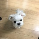 댕댕이천사 이미지