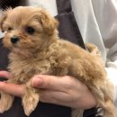 푸른들동물병원 이미지