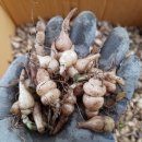 덕채농장 이미지