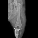 본 동물메디컬센터 외과동물병원 이미지