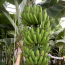 전남밧데리 | 전남 실내 아이랑 가볼만한곳｜보성 바나나농장 체험 후기 (22개월 아기도 OK)