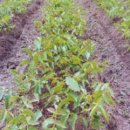 호두나무 이미지