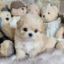 강아지분양 애견입양 아이러브독 대구점 말티푸 미니비숑 포메 | 13년 전통 아이러브독 인천점: 반려견과의 행복한 동행, 분양부터 특별한 사후관리까지!