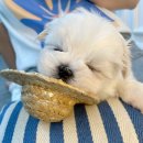 하얀강아지 이미지