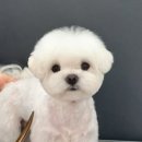 피터펫카페 일산점 이미지