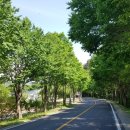 국도24호선가로수 이미지