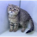 강아지와고양이 이미지