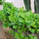 풍성한 손칼국수 이미지